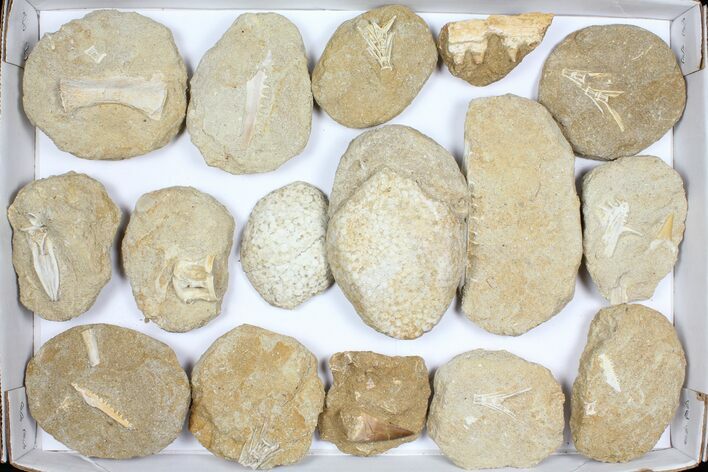 Flat: Cretaceous Marine Vertebrate Fossils - Pieces #96111